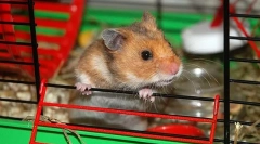 Cum de a determina domeniul hamsterului sirian